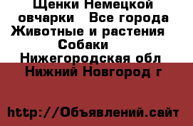 Щенки Немецкой овчарки - Все города Животные и растения » Собаки   . Нижегородская обл.,Нижний Новгород г.